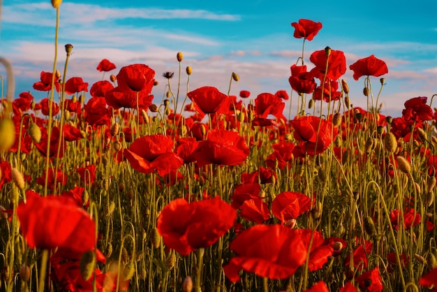 Papaveri rossi Campo di papaveri in piena fioritura contro la luce solare Giorno del Ricordo Giorno Anzac Campo di fiori di papavero Estate e primavera semi di papavero