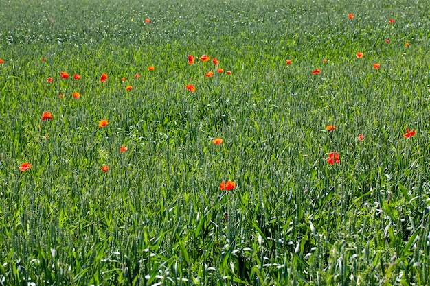 Papaveri rossi che crescono in un campo agricolo con cereali