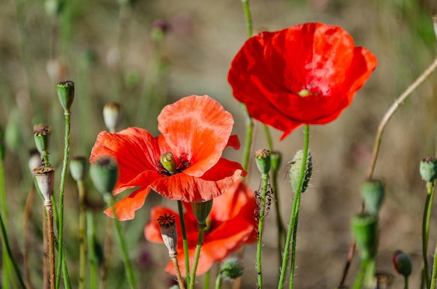 Papaveri rossi di campo in giardino in una giornata estiva. La bellezza dei fiori di campo.