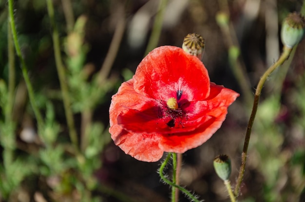 Papaveri rossi di campo in giardino in una giornata estiva. La bellezza dei fiori di campo.