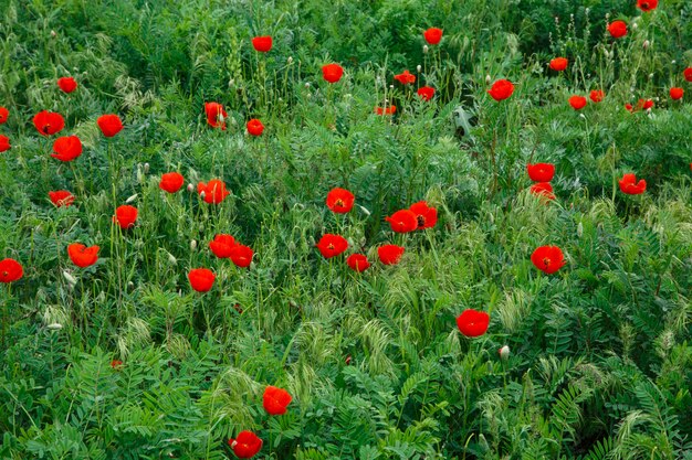 Papaveri rossi Fiori selvaggi su uno sfondo di erba verde. Sfondo naturale estivo.