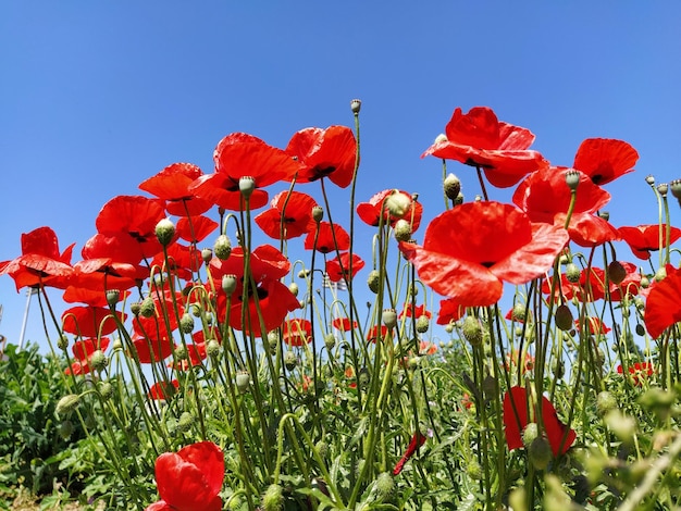 Papaveri rossi luminosi in fiore sul campo Fiori selvatici bellissimi Cielo azzurro sullo sfondo Teneri petali di fiori brillano al sole Germogli di papaveri che si svelano