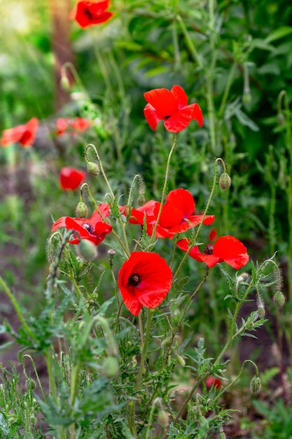 Papaveri rossi Papaver umbonatum