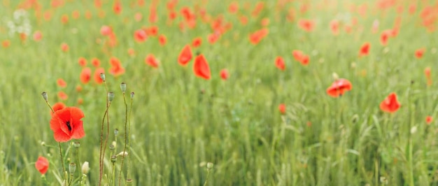 Papaveri selvatici rossi luminosi che crescono nel campo di grano verde non maturo, ampio panorama, spazio per il testo.