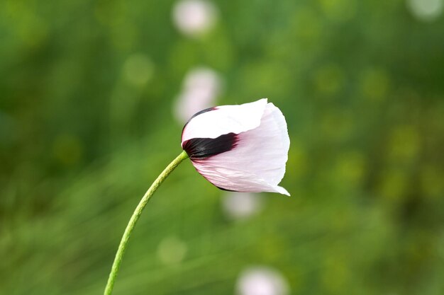 Papavero bianco vicino in fiori di campo estivo