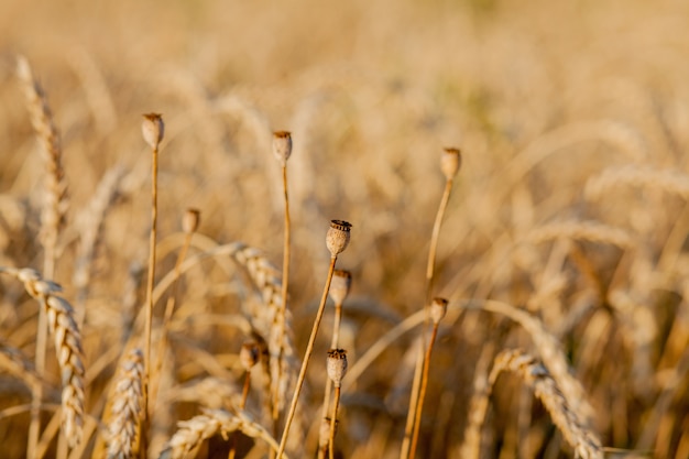 Papavero crescente nel campo di frumento giallo