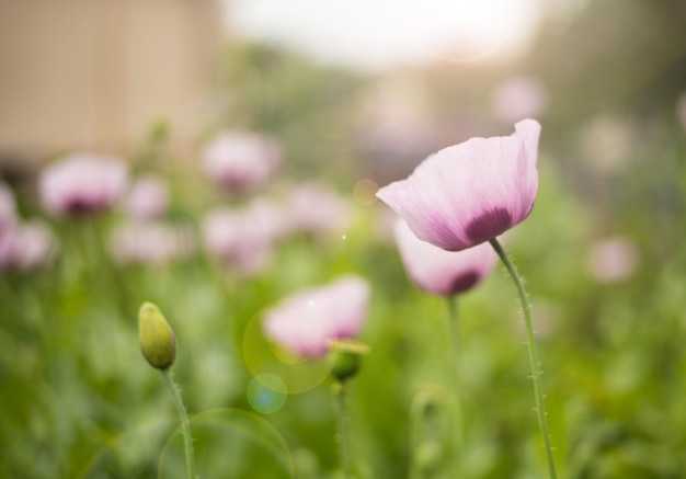 Papavero da oppio. fiore di papavero. Papavero.