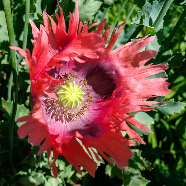 Papavero da oppio gigante Pionvallmo (Papaver somniferum)