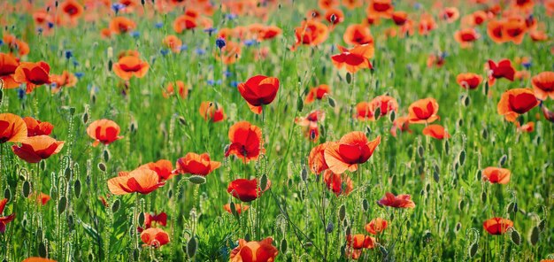 Papavero primaverile rosso