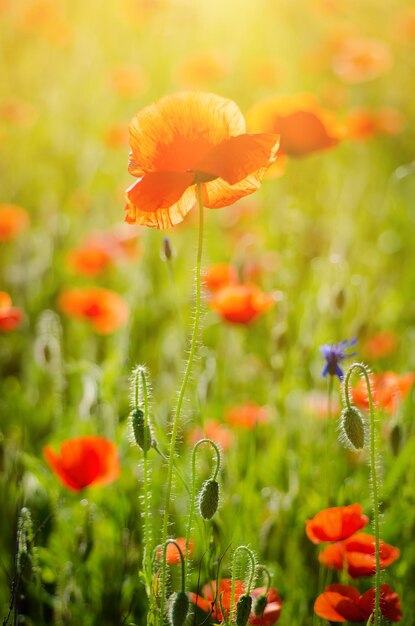 Papavero primaverile rosso