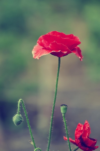 Papavero primaverile rosso