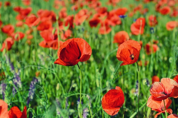 Papavero primaverile rosso