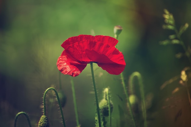 Papavero primaverile rosso