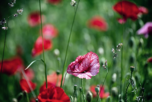 Papavero primaverile rosso