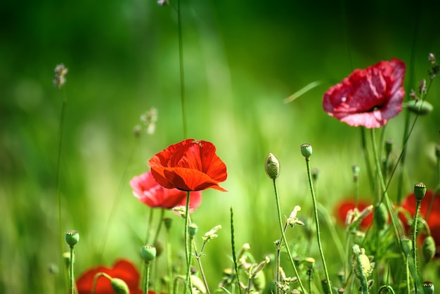 Papavero primaverile rosso