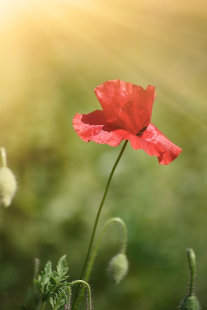 Papavero primaverile rosso