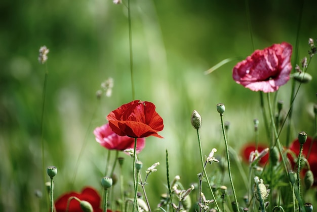 Papavero primaverile rosso