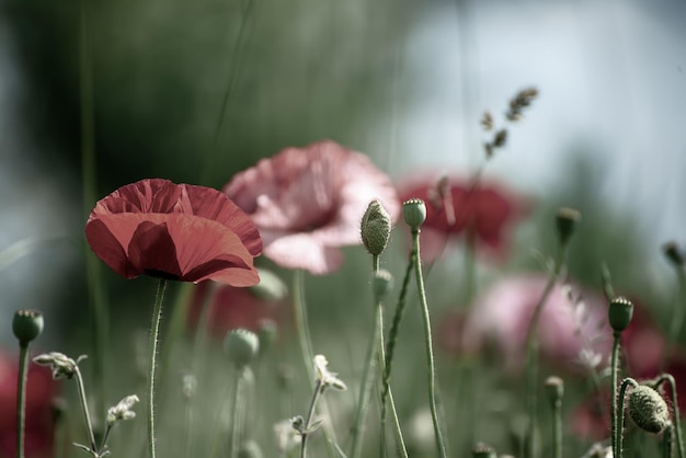 Papavero primaverile rosso