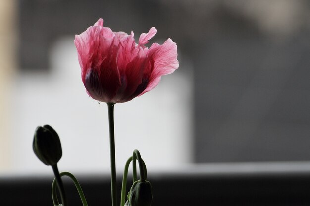 Papavero rosa con sfondo sfocato