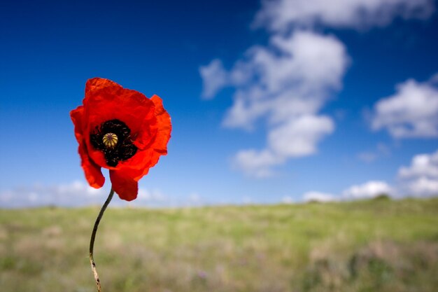 Papavero rosso al paesaggio primaverile e al cielo bue