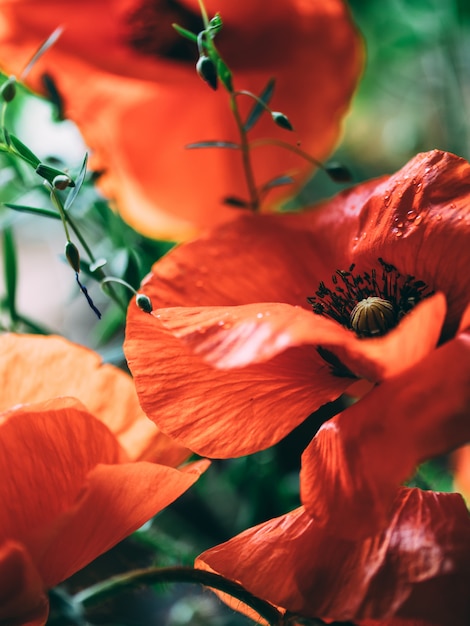 Papavero rosso fiore nel giardino