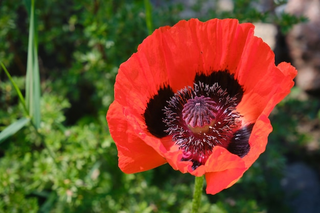 Papavero rosso in fiore in giardino