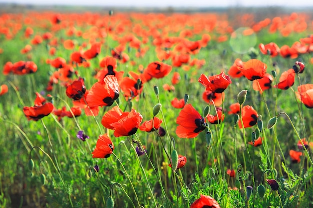 Papavero rosso in fiore