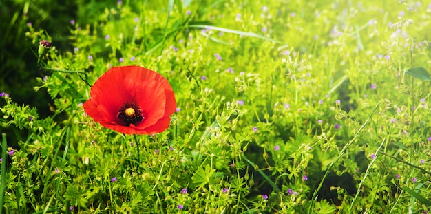 Papavero rosso in un campo tra erba verde