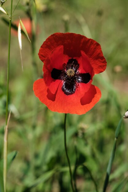 Papavero rosso nel campo