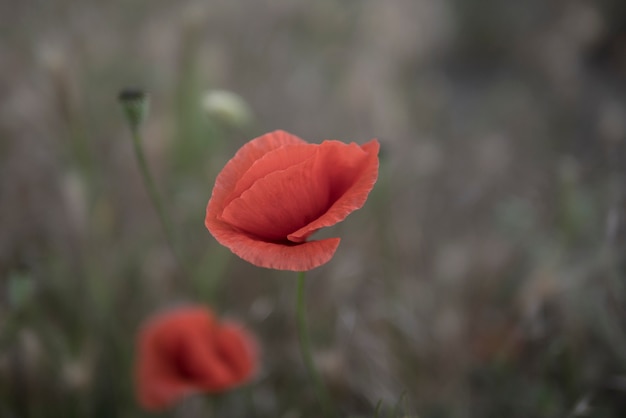 Papavero rosso pallido su uno sfondo freddo