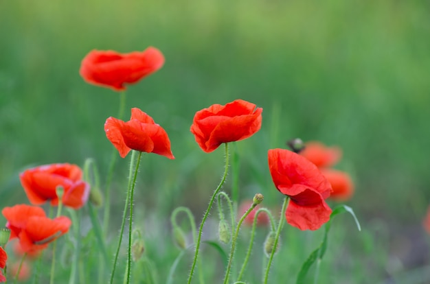 papavero rosso sul campo