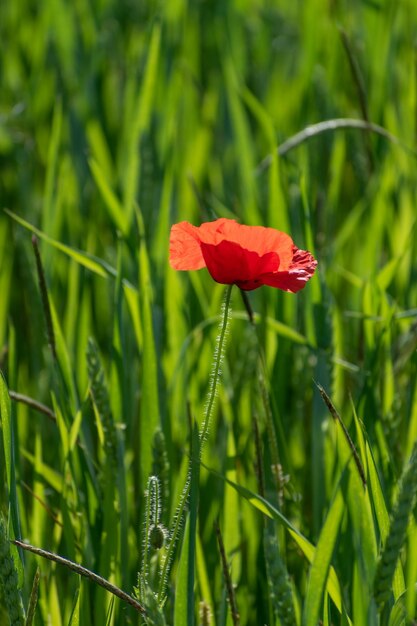 Papavero solitario in un campo di grano verde