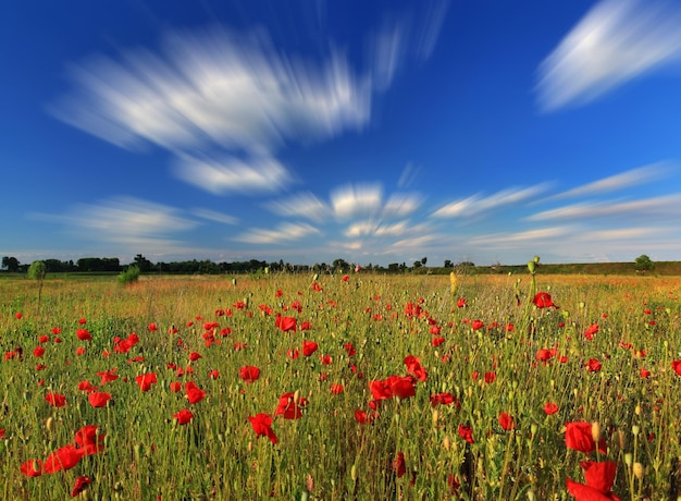 Papavero sul campo al giorno d'estate