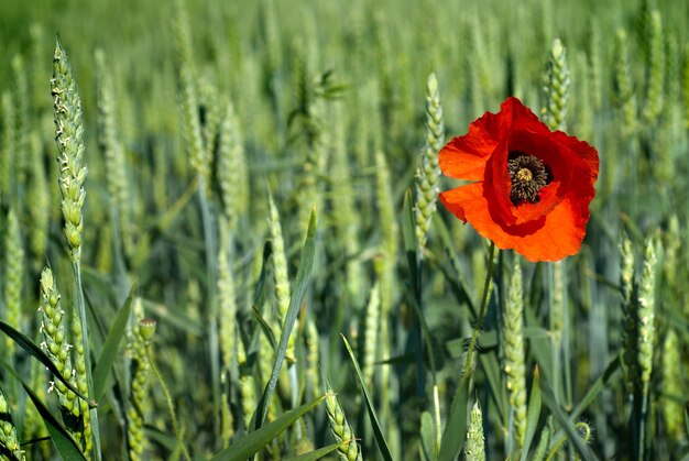 Papavero sul campo di grano verde