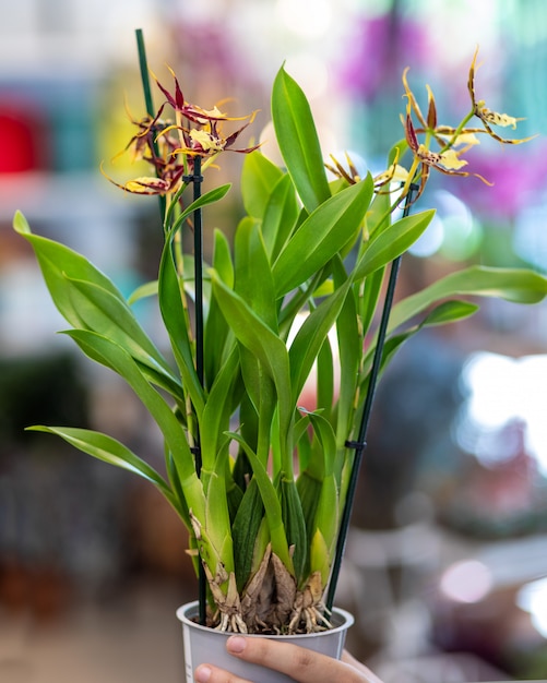 Paphiopedilum, primo piano dell'orchidea della scarpetta di Venere