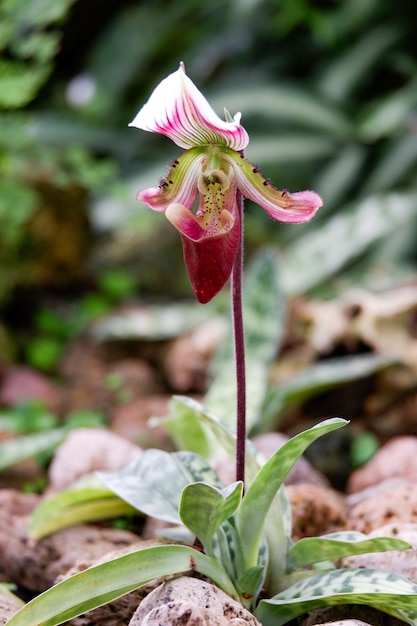 Paphiopedilum sukhakulii orchidea fiore