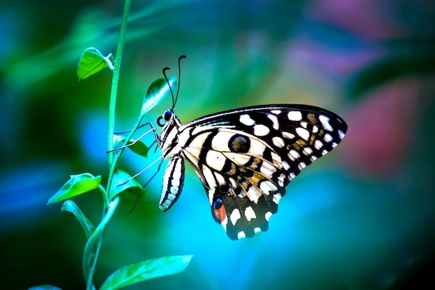 Papilio butterfly o The Common Lime Butterfly in appoggio sulle piante da fiore