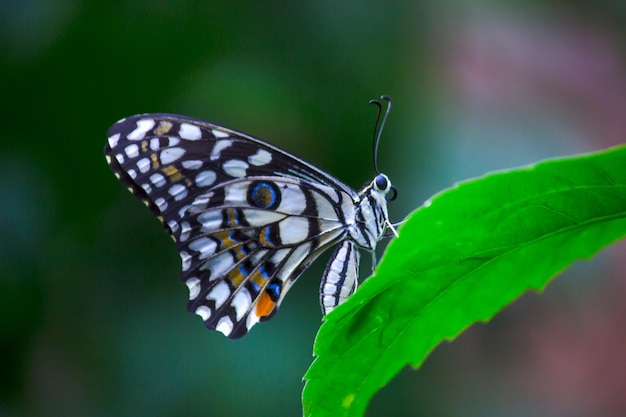 Papilio butterfly o The Common Lime Butterfly in appoggio sulle piante da fiore
