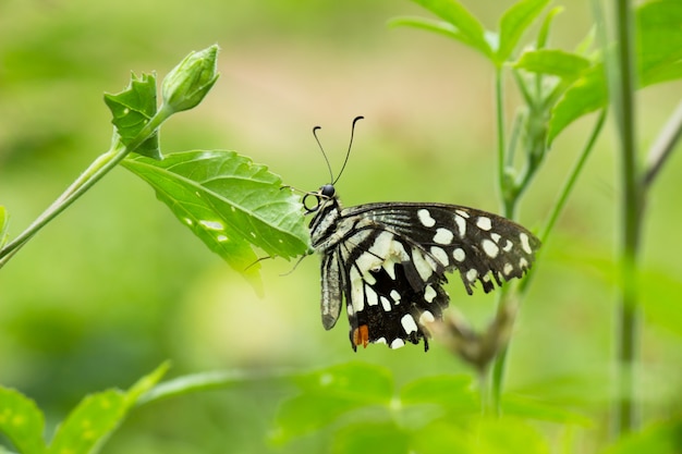 papilio demoleus è una comune e diffusa farfalla macaone appoggiata sulle piante