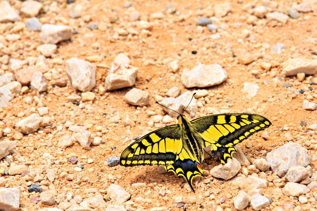 Papilio machaon farfalla sulla sabbia