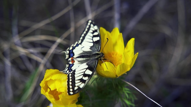 Papilio machaon la farfalla a coda di rondine del Vecchio Mondo seduta su un fiore giallo nel giardino
