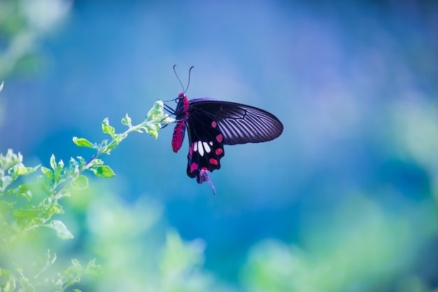 papilio polytes noto anche come il mormone comune che si nutre della pianta del fiore nel parco pubblico