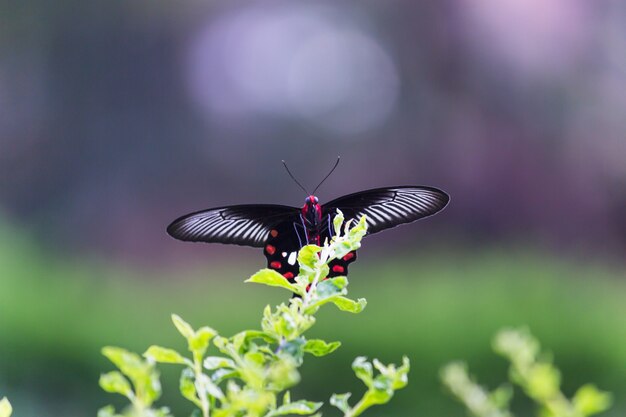 papilio polytes noto anche come il mormone comune che si nutre della pianta del fiore nel parco pubblico