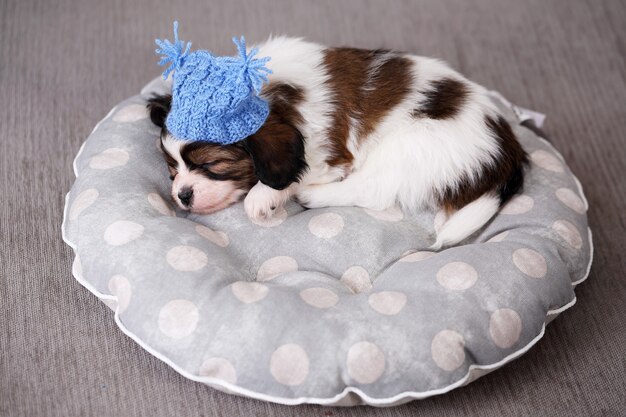 Papillon cucciolo di piccola taglia che dorme dolcemente sul cuscino