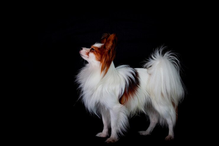 Papillon noto anche come lo spaniel giocattolo continentale isolato su sfondo nero