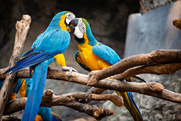 Pappagalli Ara nello zoo di Chiang Mai, Thailandia