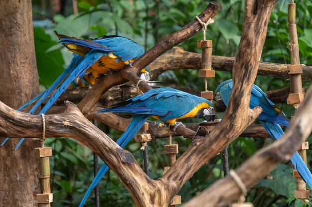 Pappagalli colorati nella foresta tropicale in condizioni naturali