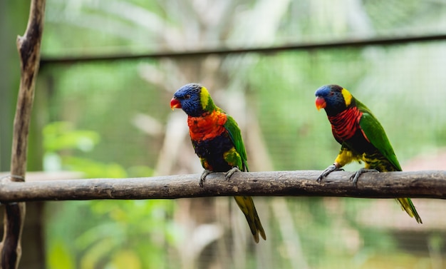 Pappagalli in lotta per il cibo. Zoo, riserva tropicale.