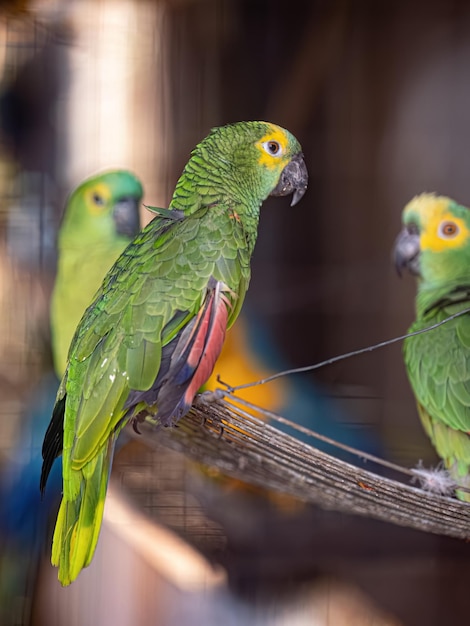 Pappagallo adulto dalla fronte turchese della specie Amazona aestiva salvato in recupero per la reintroduzione gratuita