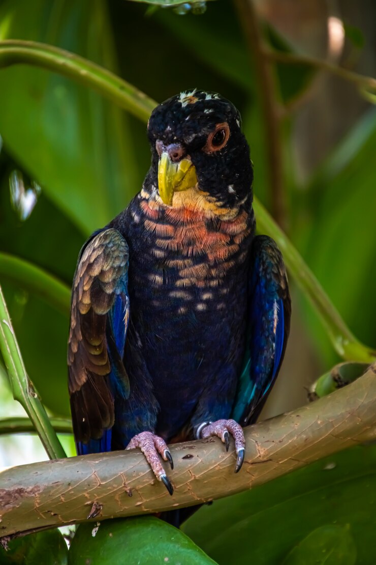 Foto pappagallo alato in bronzo (pionus chalcopterus)